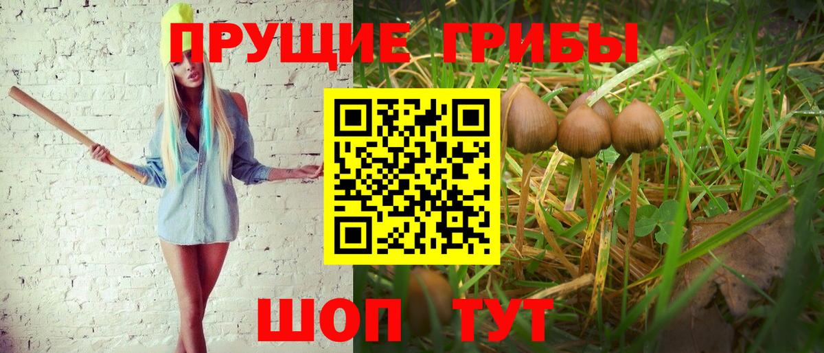 Тында  Галлюциногенные грибы MAGIC MUSHROOMS  где купить наркотик  Вход с VPN 